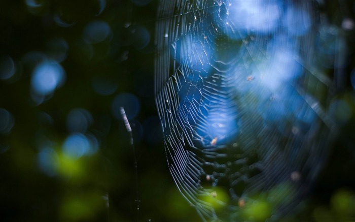 spider web-2012 Aero Bokeh fondo de pantalla elegido Vistas:9840