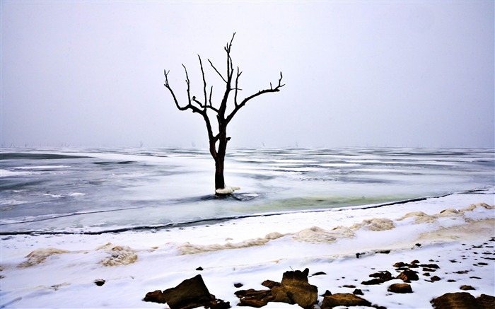 去年冬天的象征-冬季雪景桌面壁纸 浏览:13146