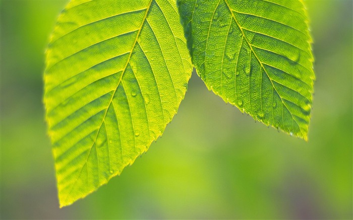 2012 plantes naturelles sélectionnées thème fond d'écran Vues:28844