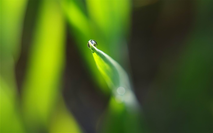 gota de água-2012 Planta natural Papel de parede em destaque Visualizações:7397