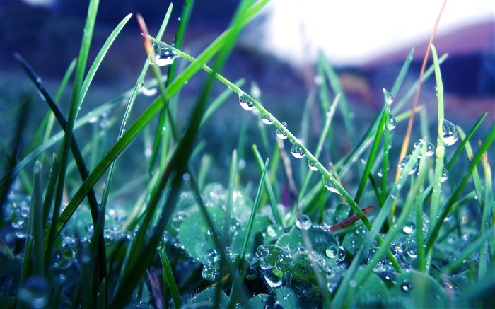 ぬれた緑の草-2012自然の植物の壁紙を特集 ブラウズ:7558