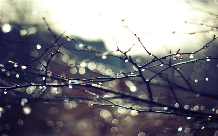 wet twigs-2012 Aero Bokeh fondo de pantalla elegido Vistas:8193