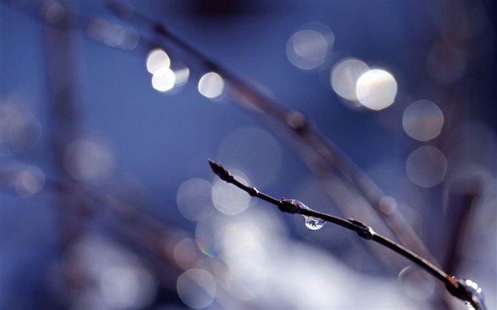 wet twigs -2012 Aero Bokeh selected Wallpaper Views:7222 Date:2012/11/25 22:45:14