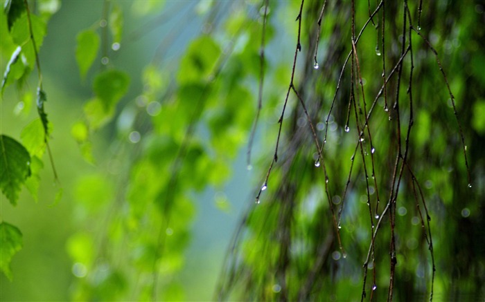 wet twigs summer-2012 Aero Bokeh selected Wallpaper Views:8203 Date:2012/11/25 22:44:52