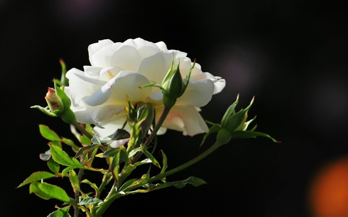 Fondo de pantalla de rosas blancas y flores Vistas:19348