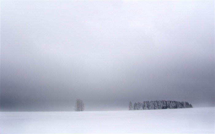 白树冬天-冬季雪景桌面壁纸 浏览:11258