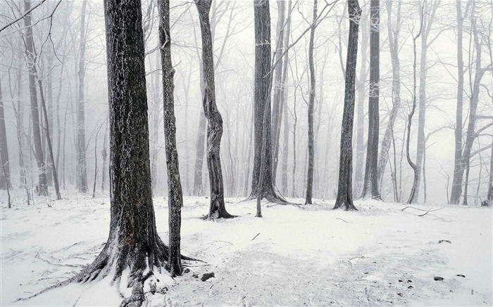 winter in the forest-winter scenery HD Wallpaper Views:14510 Date:2012/11/26 23:55:22