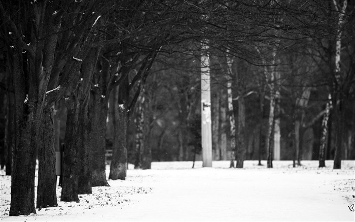 luces de invierno-escenas de nieve de invierno fondo de pantalla Vistas:10190