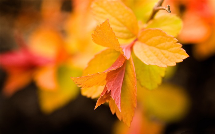 hojas amarillas cerca de otoño de fondo de paisaje natural Vistas:10207