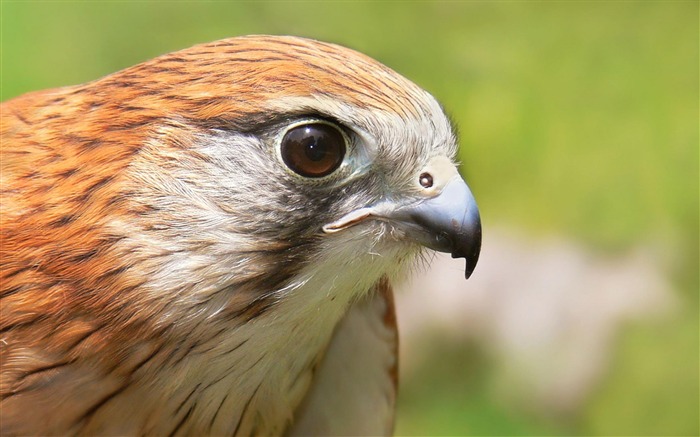 Papéis de Parede de tela panorâmica de Falcon-Animal Kestrel australiano Visualizações:12403