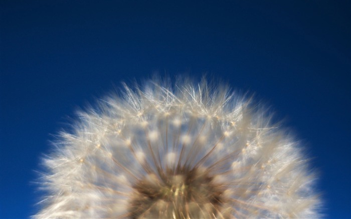 Dandelion-Ubuntu 10-04 LTS oficial bonito Desktop Wallpapers Visualizações:9414