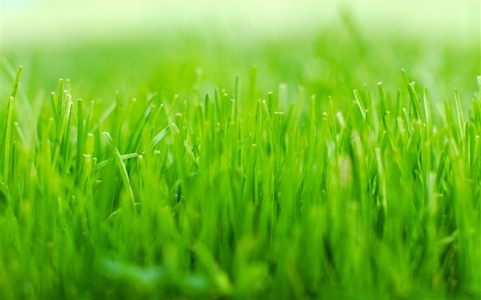 Herbe verte macro-Ubuntu 10.04 LTS officielle exquis fond d'écran Vues:16750