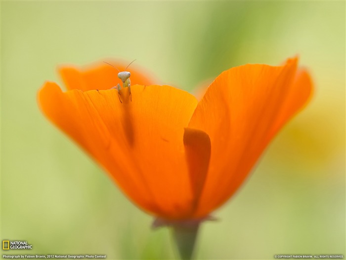 Mantis and Flower-National Geographic photography wallpaper Views:11520 Date:2012/12/5 9:11:01