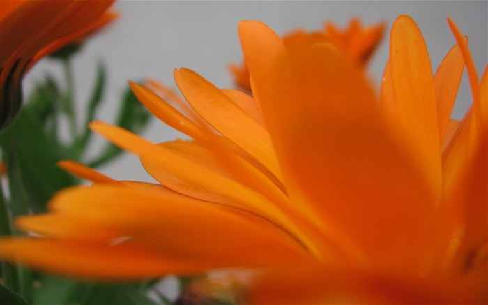 Orange flowers-Ubuntu 10-04 LTS official beautiful Desktop Wallpapers Views:8305 Date:2012/12/19 0:26:28