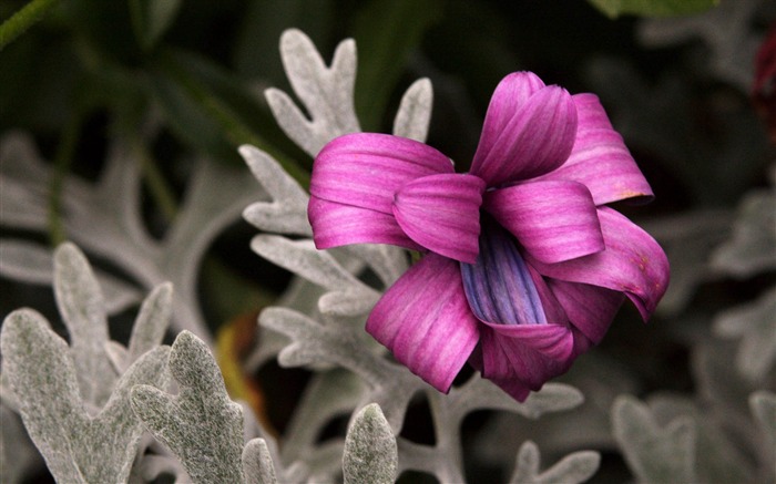 Fleurs violettes-Ubuntu 10.04 LTS officielle exquis fond d'écran Vues:8329