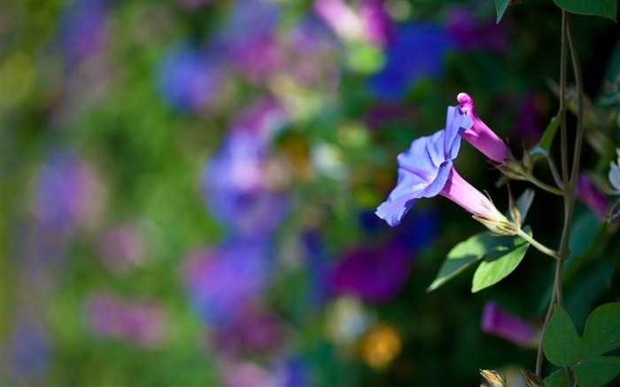 夏天牽牛花 - 鮮花攝影壁紙 查看次數:16152