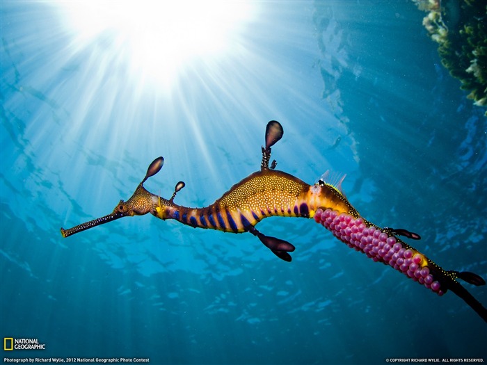 Weedy Sea Dragon-National Geographic fotografía fondo de pantalla Vistas:28822