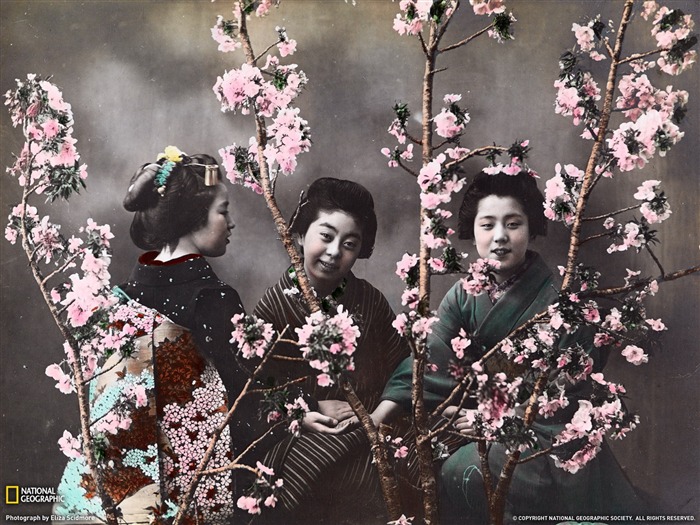 Mujeres con flores de cerezo Japón-National Geographic fotografía fondo de pantalla Vistas:13405