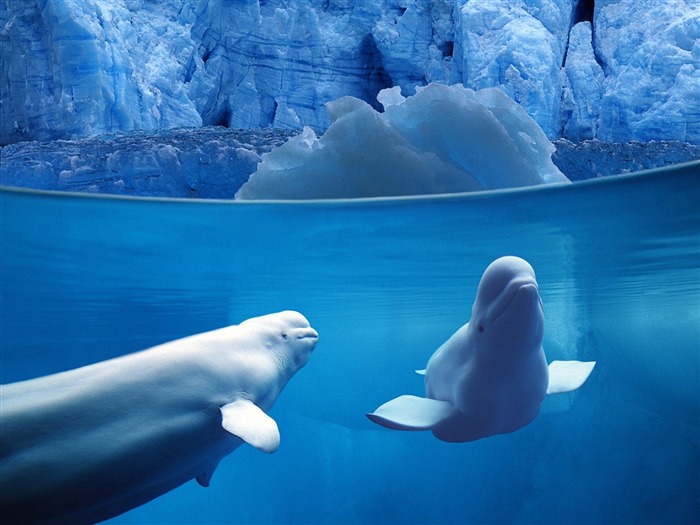 Belugas subaquática - papel de parede com tela panorâmica para animais Visualizações:11829