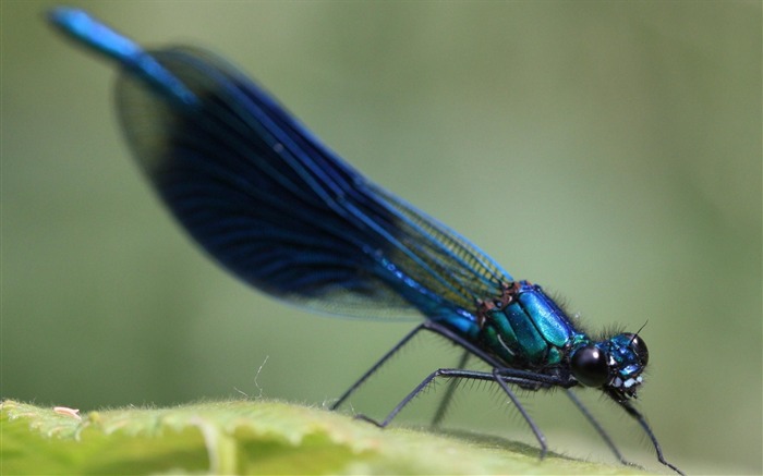 Dragão azul - Papel de parede de tela panorâmica para animais Visualizações:10069