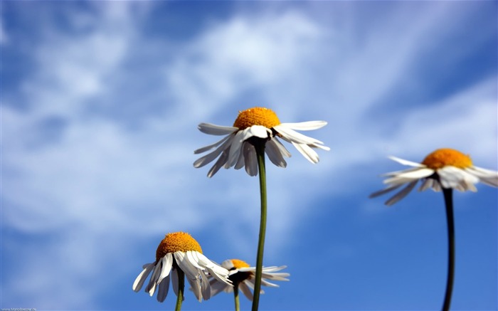 chamomile and blue sky-Beautiful flowers wallpaper Views:11393 Date:2012/12/28 22:55:49