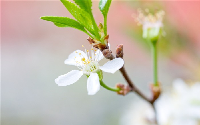 cherry blooming flowers-Beautiful flowers wallpaper Views:8823 Date:2012/12/28 22:56:37