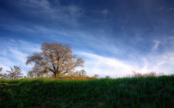 cereja árvore hdr-Natural beleza widescreen papel de parede Visualizações:11373