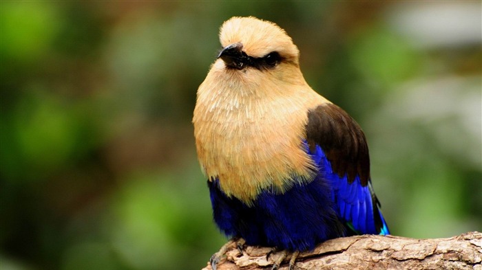 oiseaux exotiques-2013 World Animal Fond d'écran Vues:18340