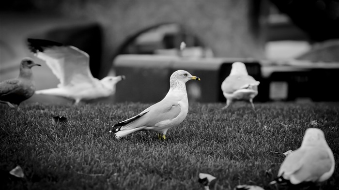 família de gaivotas - papel de parede com tela panorâmica de animais Visualizações:8488