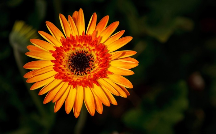 fire-2012 beautiful Flowers wallpaper Views:9788 Date:2012/12/16 23:17:54