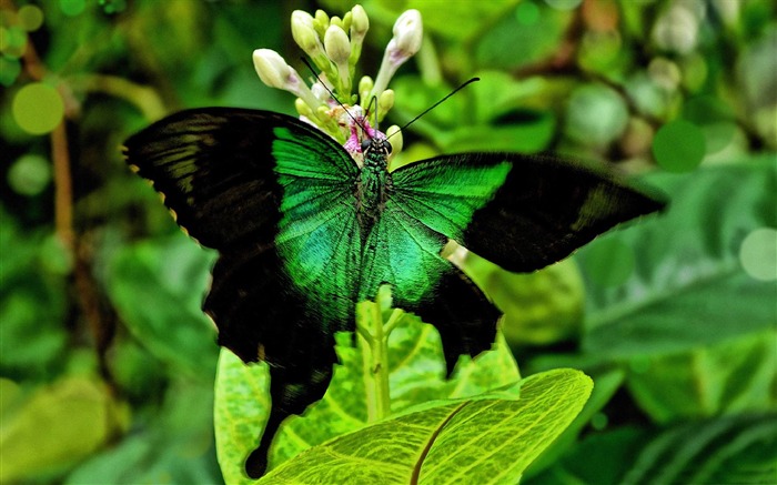 vert papillon-2013 World Animal Fond d'écran Vues:12067