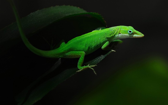 lézard vert-2013 World Animal Fond d'écran Vues:10923