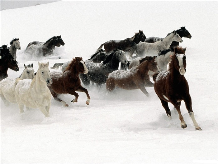 Cavalos na neve - Papel de parede com tela panorâmica de animais Visualizações:10140