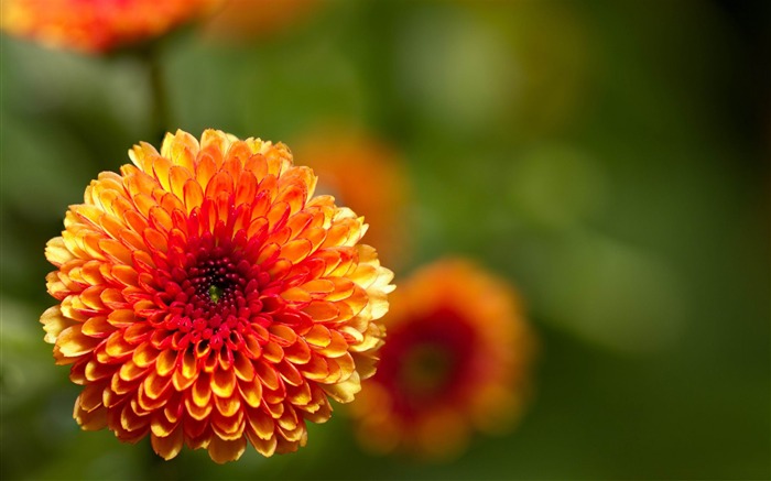 2012 Flowers beautiful Photography wallpaper Views:28177