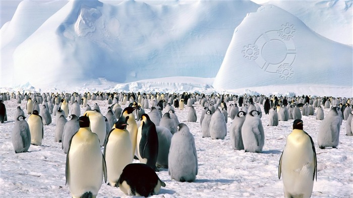 Pinguins kubuntu - Papéis de parede com tela panorâmica animal Visualizações:10705