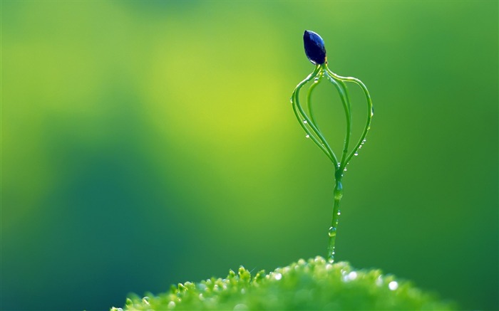 little blue flower-Beautiful flowers wallpaper Views:10256 Date:2012/12/28 22:58:53