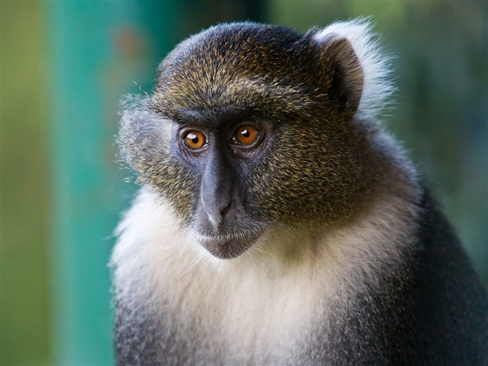 Macaco profundo em pensamentos - Papel de parede com tela panorâmica animal Visualizações:9238