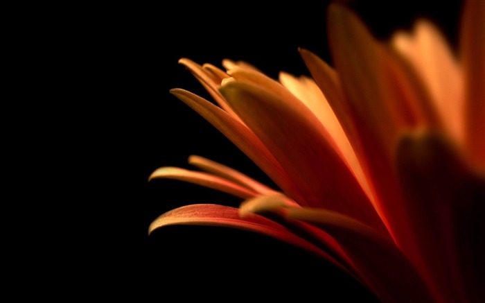 orange petals-2012 beautiful Flowers wallpaper Views:8171 Date:2012/12/16 23:21:21