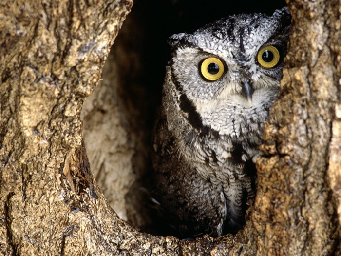 Peeking owl-Animal Widescreen Wallpaper Visualizações:9212