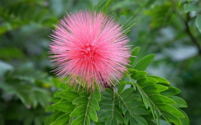 pink flower-Beautiful flowers wallpaper Views:10231 Date:2012/12/28 22:59:29