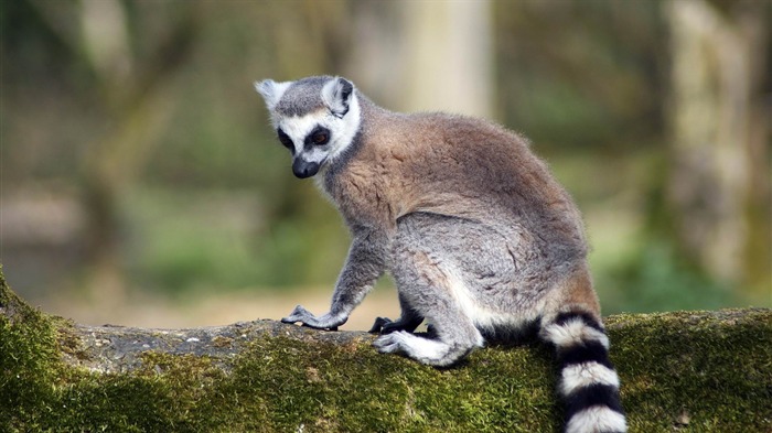 Lemur de caça com anel - Papel de parede com tela panorâmica de animal Visualizações:8177