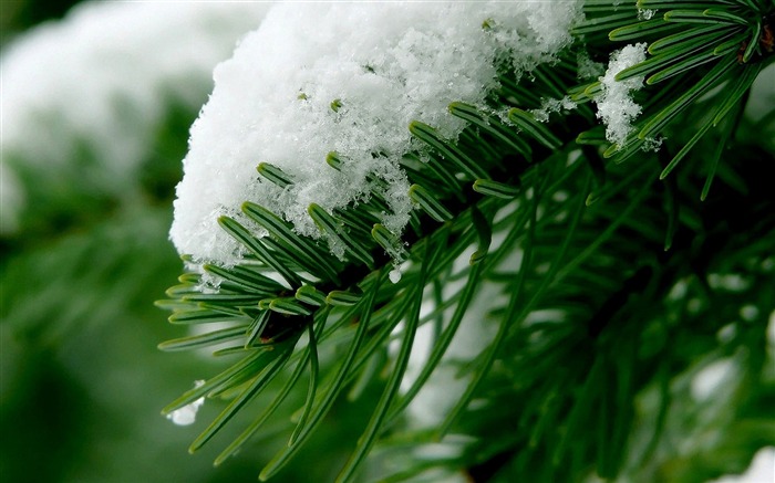 雪和松樹 - 美麗的冬天風景壁紙 查看次數:11722