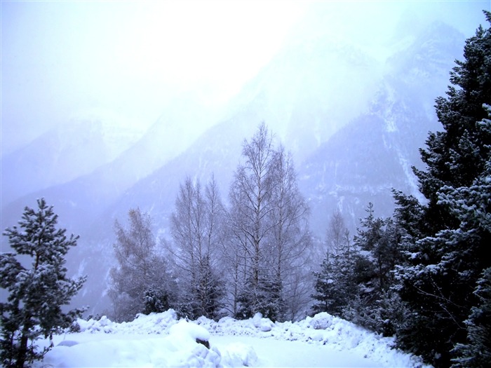 雪和樹 - 美麗的冬天風景壁紙 查看次數:10478