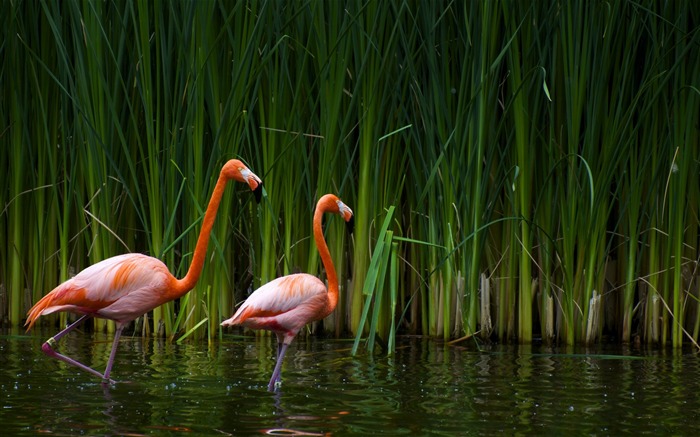 dois flamingos - papel de parede com tela panorâmica para animais Visualizações:9041