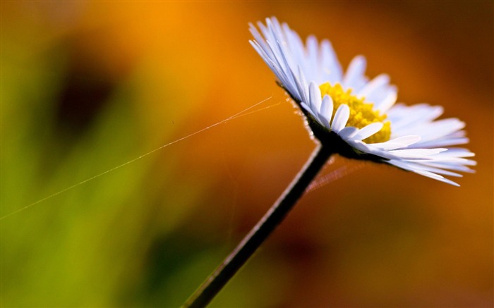 흰 꽃 매크로 - 꽃 와이드 바탕 화면 찾아보기 :7986