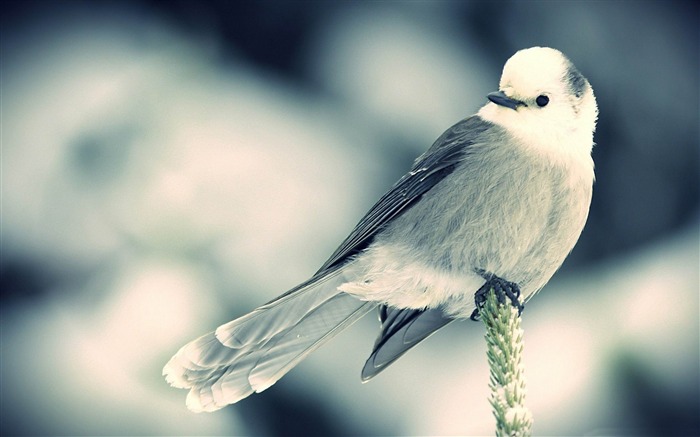 petit oiseau blanc-2013 World Animal Fond d'écran Vues:11733