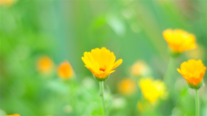 黃色的花朵 - 美麗的花朵壁紙 查看次數:8516