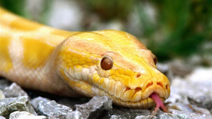 serpent jaune-2013 World Animal Fond d'écran Vues:15031