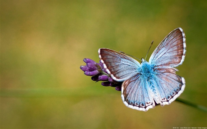 Papel pintado con pantalla ancha del mundo animal azul Butterfly-2013 Vistas:9843