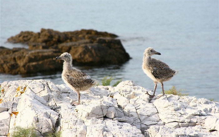 Fondo de pantalla de pantalla ancha de mundo animal de Chicks on the Rocks-2013 Vistas:7673